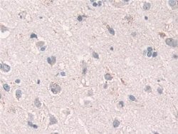 Invitrogen GRB10 Polyclonal Antibody:Antibodies:Primary Antibodies
