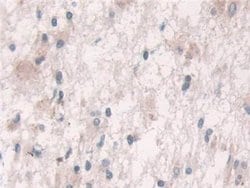 Invitrogen GRB10 Polyclonal Antibody:Antibodies:Primary Antibodies