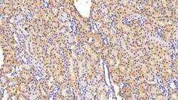 Invitrogen GRB10 Polyclonal Antibody 20 &mu;L; Unconjugated:Antibodies,