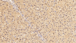 Invitrogen GRB10 Polyclonal Antibody 20 &mu;L; Unconjugated:Antibodies,