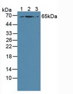 Invitrogen GRB10 Polyclonal Antibody 20 &mu;L; Unconjugated:Antibodies,