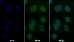 Invitrogen GDA Polyclonal Antibody 20 &mu;L; Unconjugated:Antibodies, Polyclonal