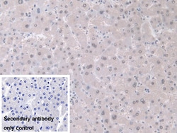 Invitrogen GDA Polyclonal Antibody 20 &mu;L; Unconjugated:Antibodies, Polyclonal