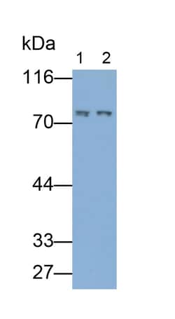 Invitrogen GBP4 Polyclonal Antibody 20 &mu;L | Buy Online | Invitrogen&trade; | Fisher Scientific