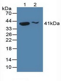 Invitrogen Histone Macro-H2A.1 Polyclonal Antibody 200 &mu;L; Unconjugated:Antibodies,