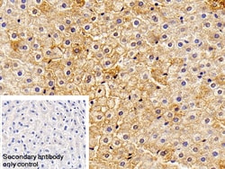 Invitrogen Haptoglobin Polyclonal Antibody 200 &mu;L; Unconjugated:Antibodies,