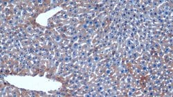 Invitrogen HAUS7 Polyclonal Antibody 200 &mu;L; Unconjugated:Antibodies,