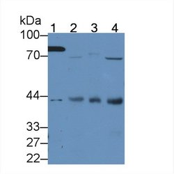 Invitrogen HAUS7 Polyclonal Antibody 200 &mu;L; Unconjugated:Antibodies,