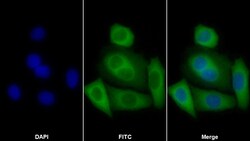Invitrogen HAUS7 Polyclonal Antibody 200 &mu;L; Unconjugated:Antibodies,