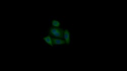 Invitrogen HAUS7 Polyclonal Antibody 200 &mu;L; Unconjugated:Antibodies,