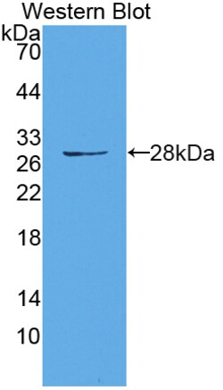 Invitrogen HAUS7 Polyclonal Antibody 200 &mu;L; Unconjugated:Antibodies,