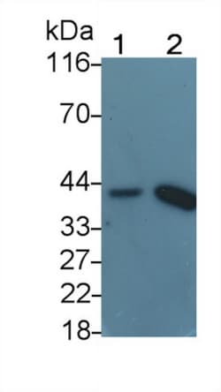 Invitrogen HSPBP1 Polyclonal Antibody 20 &mu;L; Unconjugated:Antibodies,