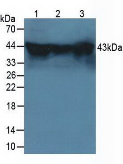 Invitrogen HSPBP1 Polyclonal Antibody 20 &mu;L; Unconjugated:Antibodies,