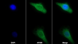 Invitrogen HSPA1A Polyclonal Antibody 20 &mu;L; Unconjugated:Antibodies,