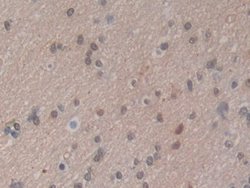 Invitrogen HSPA1A Polyclonal Antibody 20 &mu;L; Unconjugated:Antibodies,