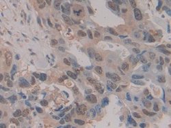 Invitrogen HSPA1A Polyclonal Antibody 20 &mu;L; Unconjugated:Antibodies,