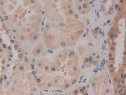 Invitrogen HSPA1A Polyclonal Antibody 20 &mu;L; Unconjugated:Antibodies,