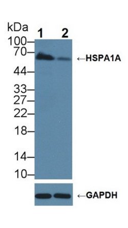 Invitrogen HSPA1A Polyclonal Antibody 20 &mu;L; Unconjugated:Antibodies,