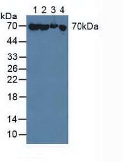 Invitrogen HSPA1A Polyclonal Antibody 20 &mu;L; Unconjugated:Antibodies,