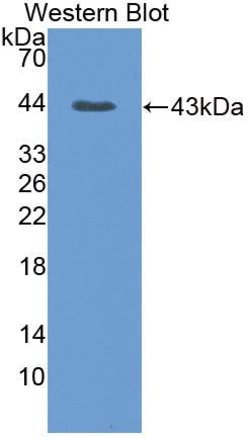 Invitrogen HSPA1A Polyclonal Antibody 20 &mu;L; Unconjugated:Antibodies,