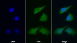 Invitrogen HSPA1B Polyclonal Antibody 20 &mu;L; Unconjugated:Antibodies,