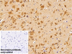 Invitrogen HSPA1B Polyclonal Antibody 20 &mu;L; Unconjugated:Antibodies,