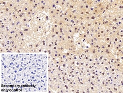 Invitrogen HSPA1B Polyclonal Antibody 20 &mu;L; Unconjugated:Antibodies,