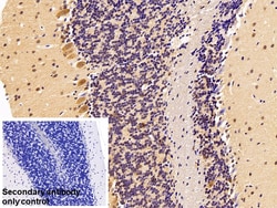 Invitrogen HSPA1B Polyclonal Antibody 20 &mu;L; Unconjugated:Antibodies,