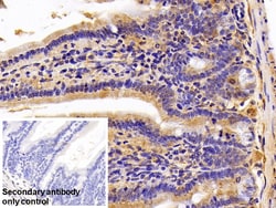 Invitrogen HSPA1B Polyclonal Antibody 20 &mu;L; Unconjugated:Antibodies,
