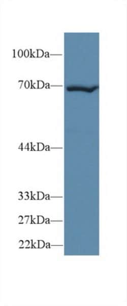 Invitrogen HSPA1B Polyclonal Antibody:Antibodies:Primary Antibodies