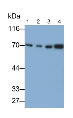 Invitrogen HSPA1B Polyclonal Antibody 20 &mu;L; Unconjugated:Antibodies,