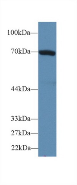 Invitrogen HSPA1B Polyclonal Antibody 20 &mu;L; Unconjugated:Antibodies,