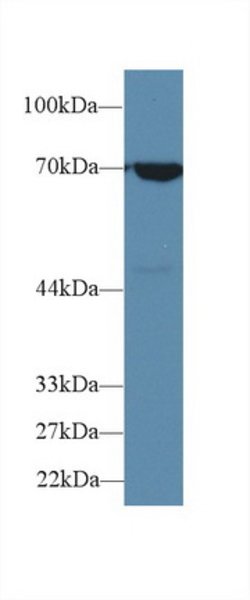 Invitrogen HSPA1B Polyclonal Antibody:Antibodies:Primary Antibodies