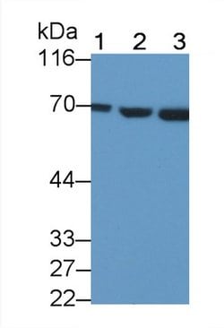 Invitrogen HSPA1B Polyclonal Antibody:Antibodies:Primary Antibodies