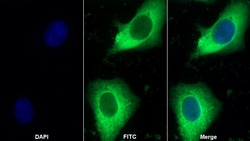Invitrogen HSP27 Polyclonal Antibody:Antibodies:Primary Antibodies