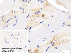Invitrogen HSP27 Polyclonal Antibody:Antibodies:Primary Antibodies