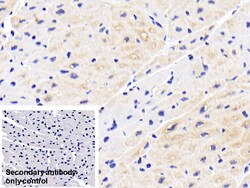 Invitrogen HSP27 Polyclonal Antibody:Antibodies:Primary Antibodies