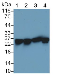 Invitrogen HSP27 Polyclonal Antibody:Antibodies:Primary Antibodies