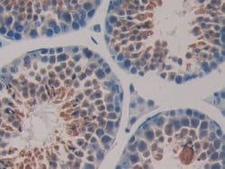 Invitrogen HSP40 Polyclonal Antibody 20 &mu;L; Unconjugated:Antibodies,