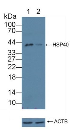 Invitrogen HSP40 Polyclonal Antibody 20 &mu;L; Unconjugated:Antibodies,