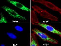 Invitrogen HSP60 Polyclonal Antibody 200 &mu;L | Buy Online | Invitrogen&trade; | Fisher Scientific