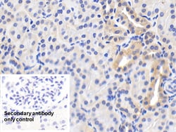 Invitrogen HSP60 Polyclonal Antibody 200 &mu;L | Buy Online | Invitrogen&trade; | Fisher Scientific