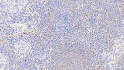 Invitrogen HSP60 Polyclonal Antibody 200 &mu;L | Buy Online | Invitrogen&trade; | Fisher Scientific