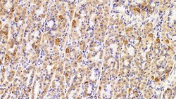 Invitrogen HSP60 Polyclonal Antibody 200 &mu;L | Buy Online | Invitrogen&trade; | Fisher Scientific