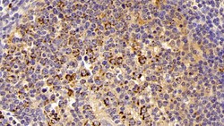 Invitrogen HSP60 Polyclonal Antibody 200 &mu;L | Buy Online | Invitrogen&trade; | Fisher Scientific