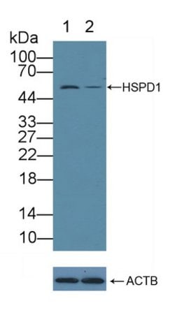 Invitrogen HSP60 Polyclonal Antibody 200 &mu;L | Buy Online | Invitrogen&trade; | Fisher Scientific