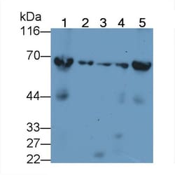 Invitrogen HSP60 Polyclonal Antibody 200 &mu;L | Buy Online | Invitrogen&trade; | Fisher Scientific
