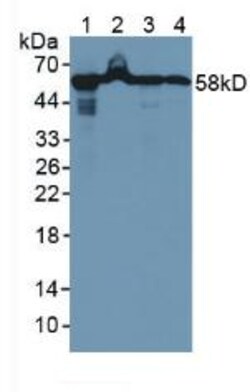Invitrogen HSP60 Polyclonal Antibody 200 &mu;L | Buy Online | Invitrogen&trade; | Fisher Scientific