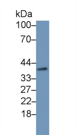 Invitrogen DHH Polyclonal Antibody 200 &mu;L; Unconjugated:Antibodies,