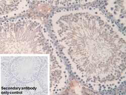 Invitrogen Hemoglobin alpha-1 Polyclonal Antibody 20 &mu;L; Unconjugated:Antibodies,